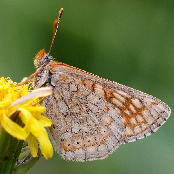 Euphydryas aurinia