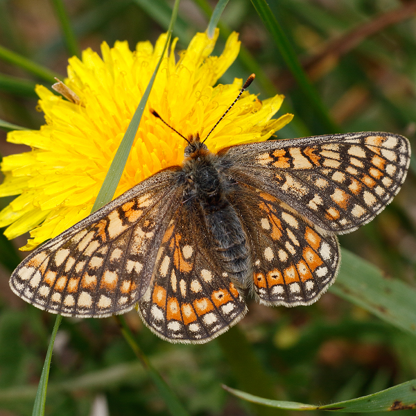 Euphydryas aurinia