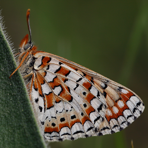 Euphydryas orientalis