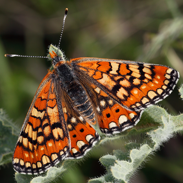 Euphydryas orientalis