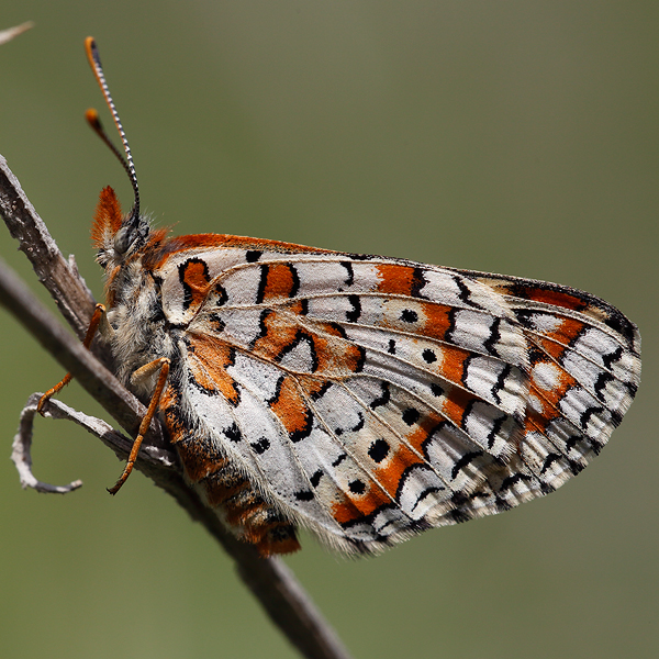 Euphydryas orientalis