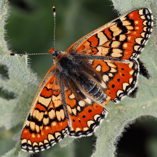 Euphydryas orientalis