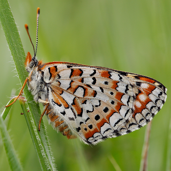 Euphydryas orientalis