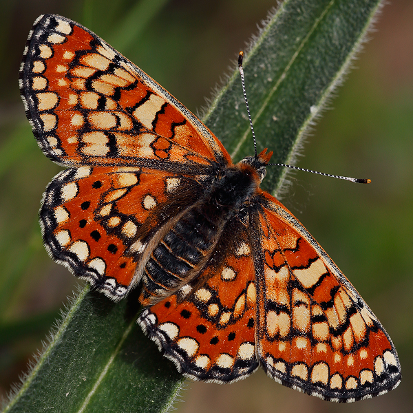 Euphydryas orientalis