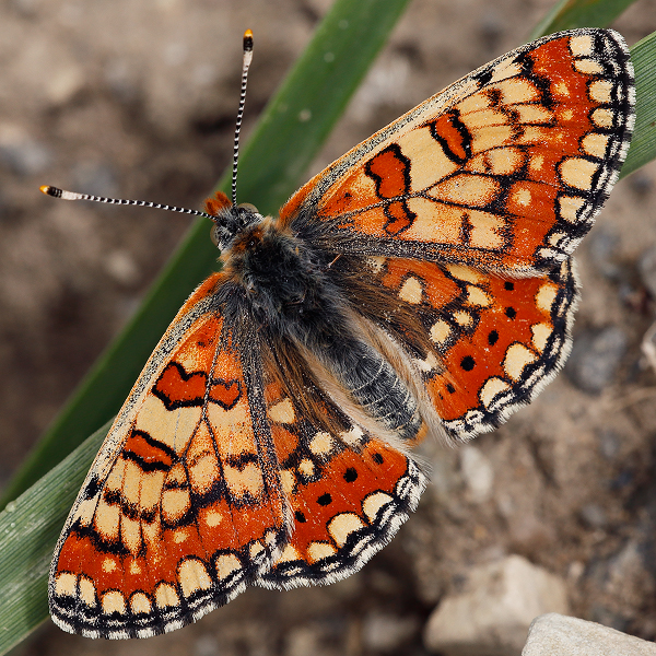 Euphydryas orientalis