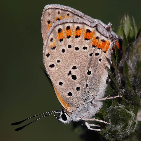 Lycaena thersamon