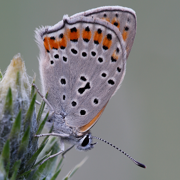 Lycaena thersamon