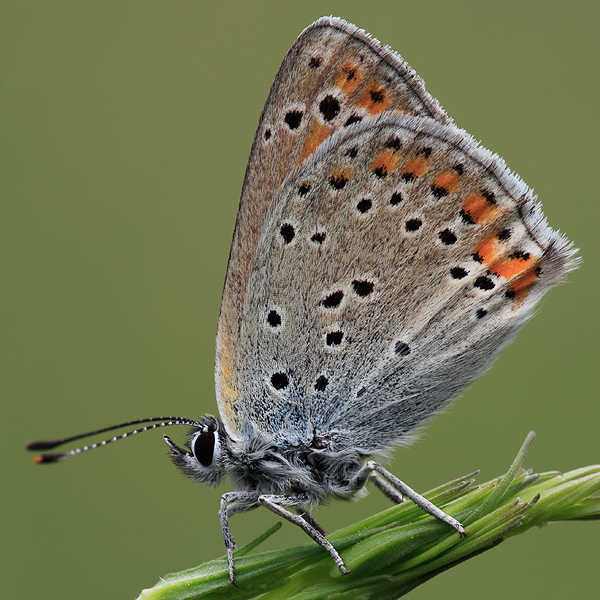 Lycaena thersamon