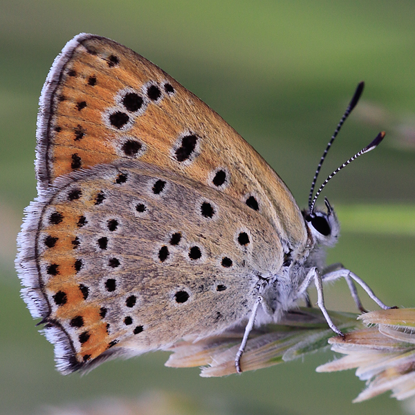 Lycaena thersamon