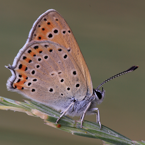 Lycaena asabinus