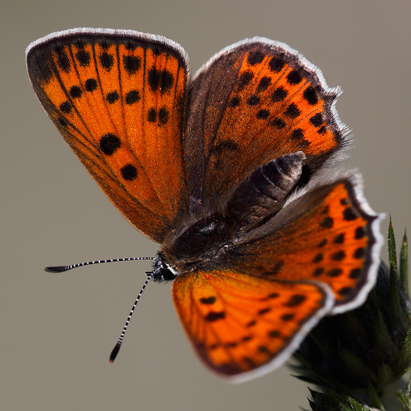 Lycaena thersamon