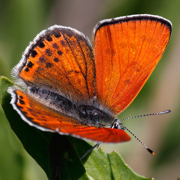 Lycaena thersamon