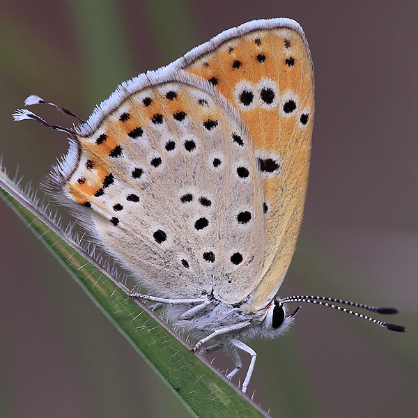 Lycaena thersamon