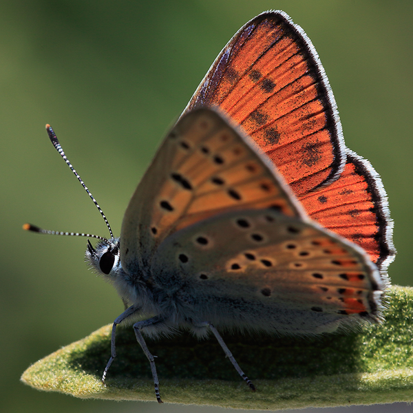 Lycaena alciphron (melibaeus)