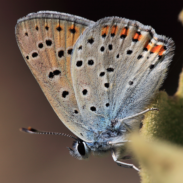 Lycaena alciphron (melibaeus)