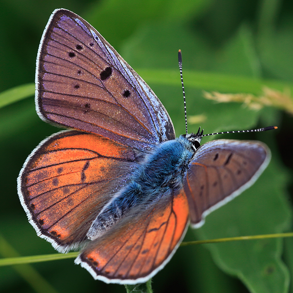 Lycaena alciphron