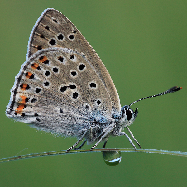 Lycaena alciphron