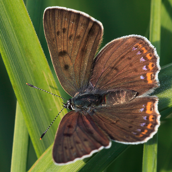 Lycaena alciphron