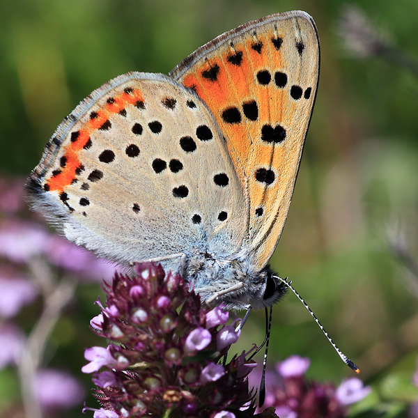 Lycaena alciphron (gordius)