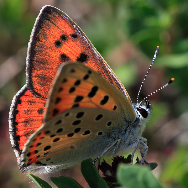 Lycaena alciphron (gordius)