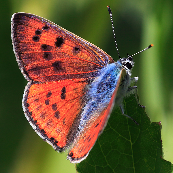 Lycaena alciphron (gordius)