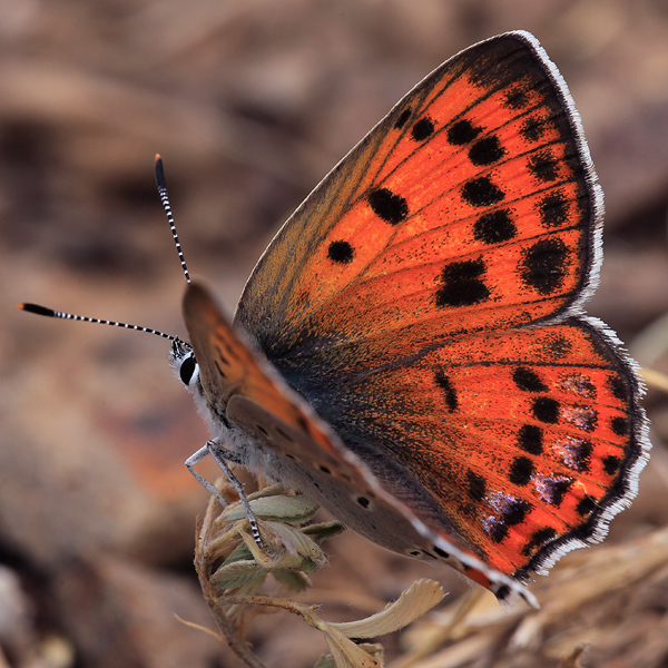 Lycaena alciphron (melibaeus)