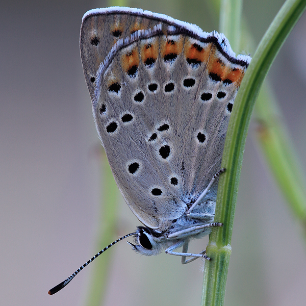 Lycaena alciphron (melibaeus)