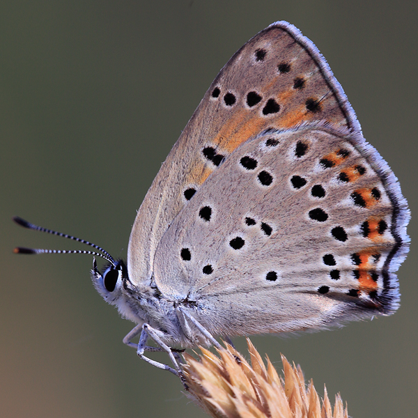 Lycaena alciphron (melibaeus)