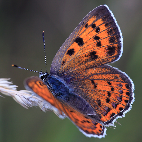 Lycaena alciphron (melibaeus)