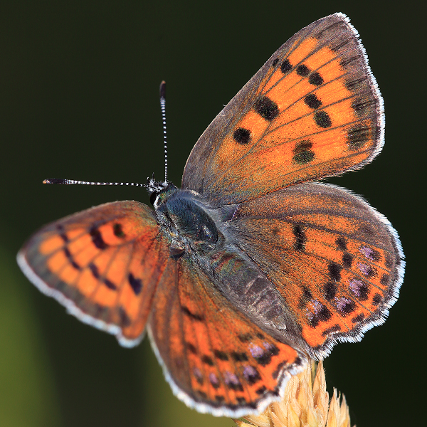 Lycaena alciphron (melibaeus)