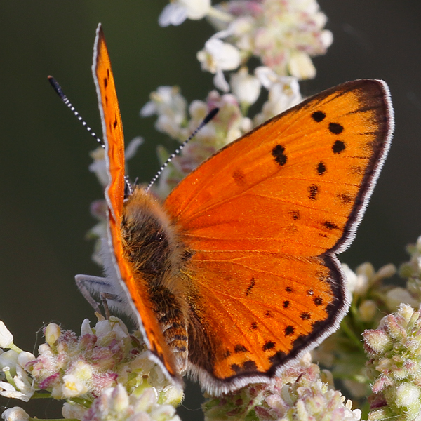 Lycaena asabinus