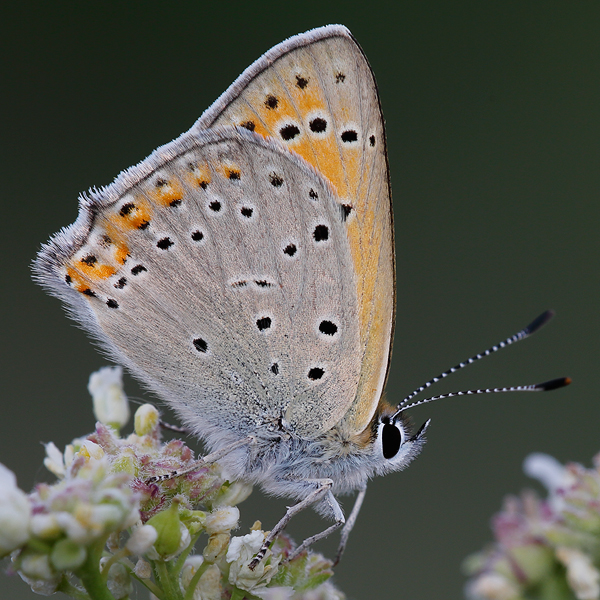 Lycaena asabinus