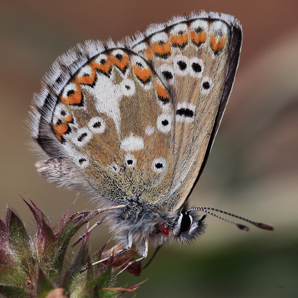 Aricia crassipuncta