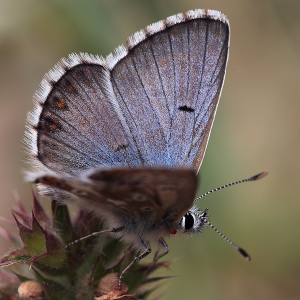 Aricia crassipuncta