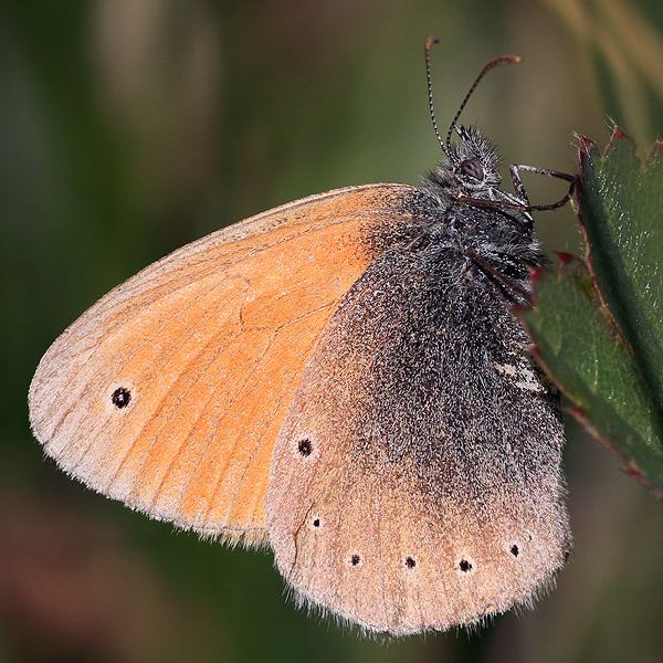 Coenonympha symphita