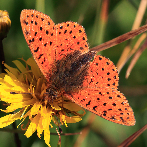 Boloria caucasica