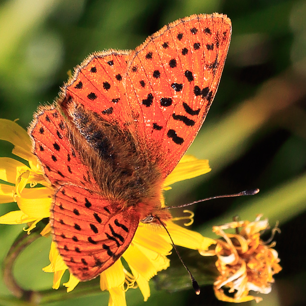 Boloria caucasica