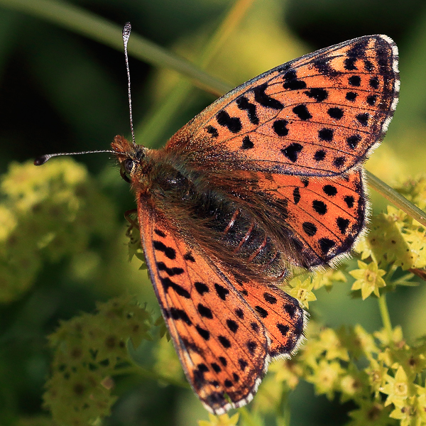 Boloria caucasica