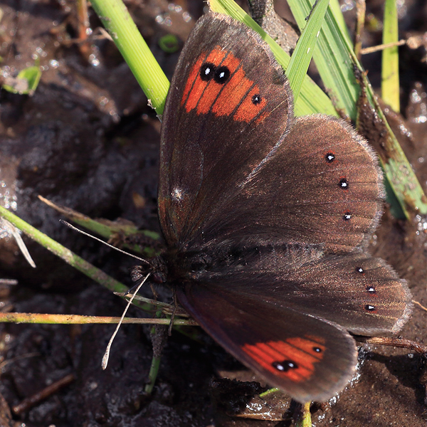 Erebia melancholica