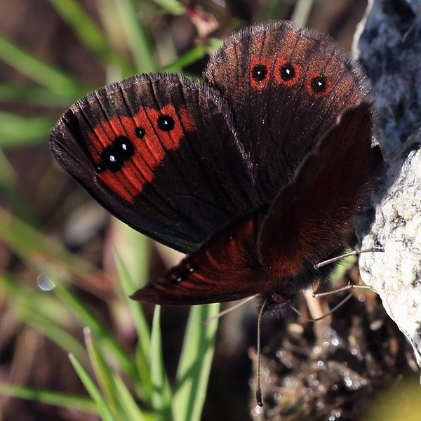 Erebia melancholica