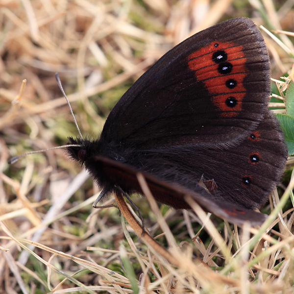 Erebia melancholica