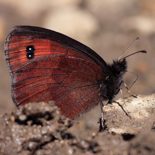 Erebia melancholica