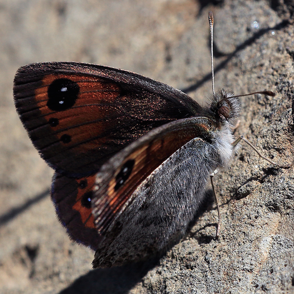 Erebia graucasica