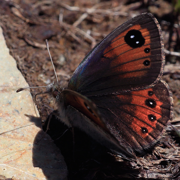 Erebia graucasica