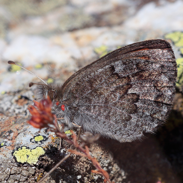 Erebia graucasica