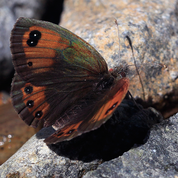 Erebia graucasica