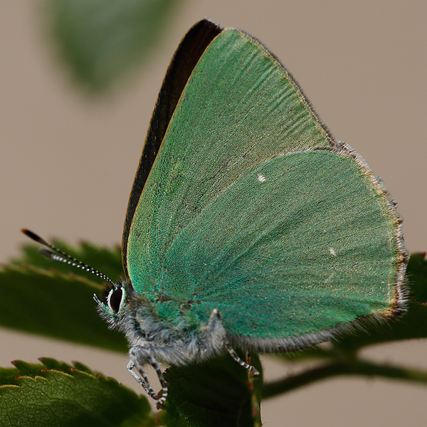 Callophrys paulae