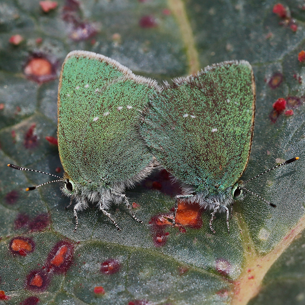 Callophrys mystaphia