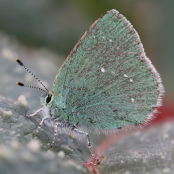 Callophrys mystaphia