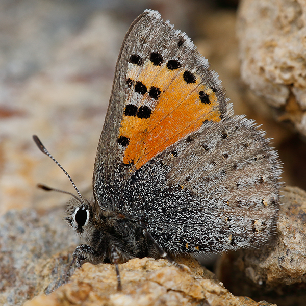 Tomares callimachus